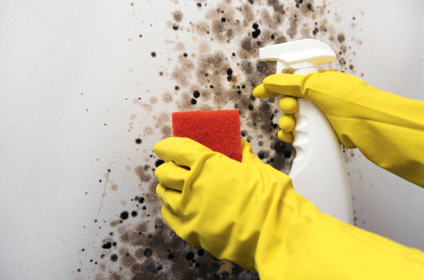 Professional Mold Removal in Greer, SC